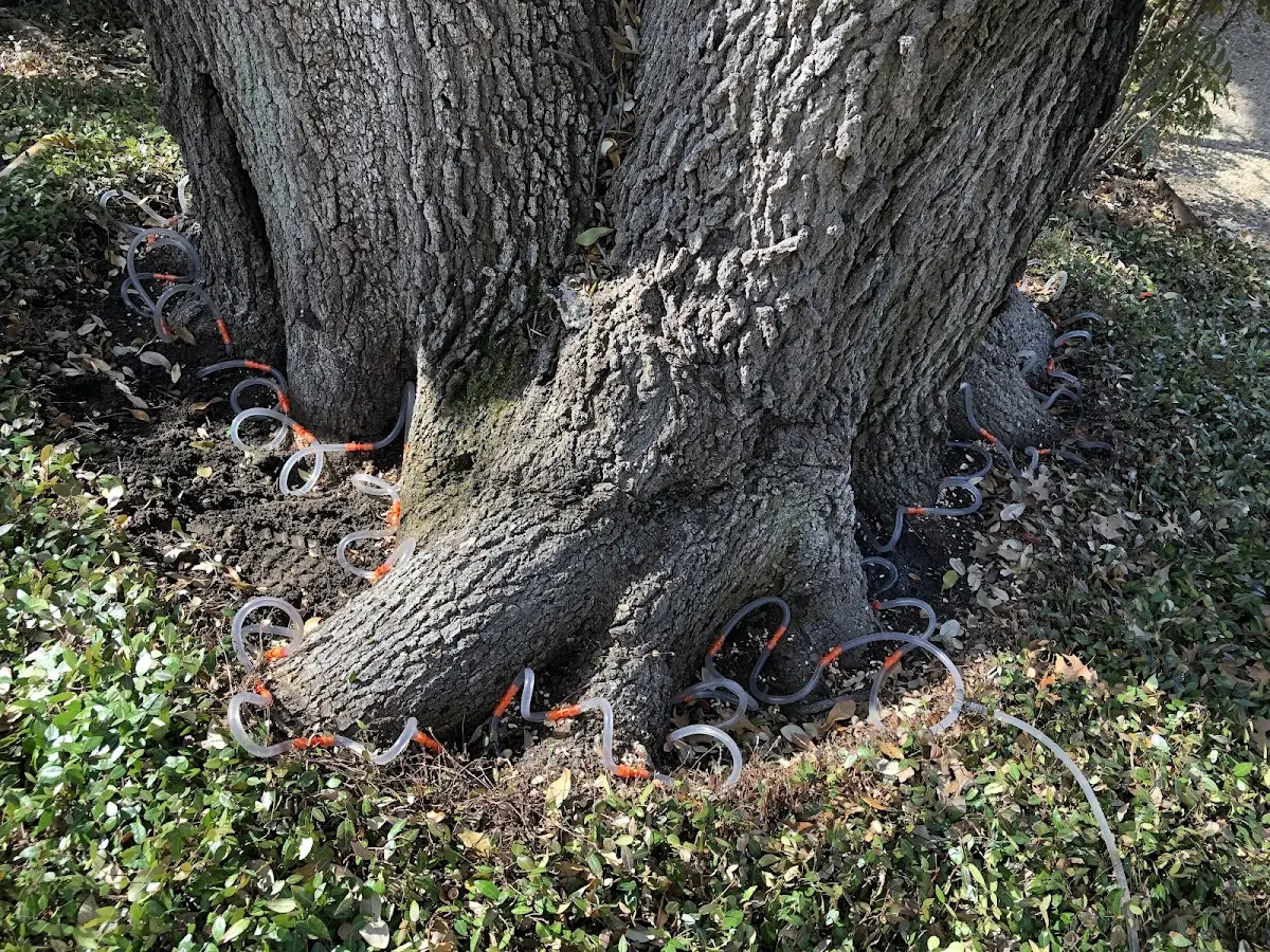 Detailed Tree Cabling and Bracing job site in Rainsville