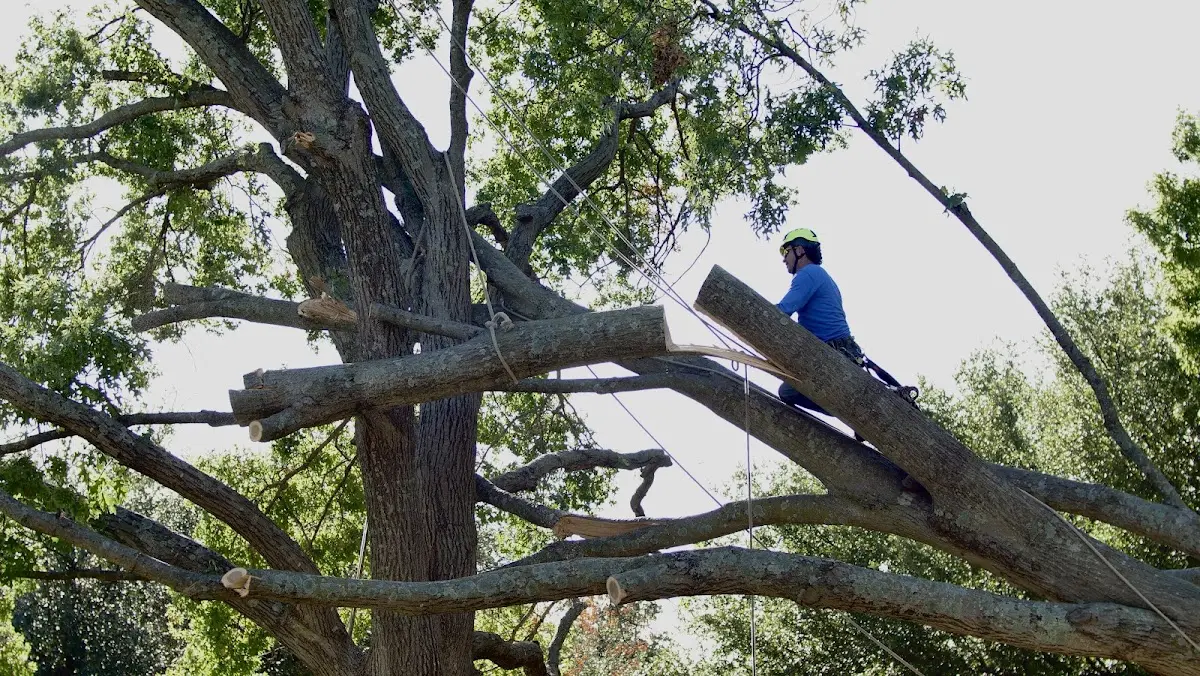 Professional Crown Thinning performed by certified arborists in Rainsville