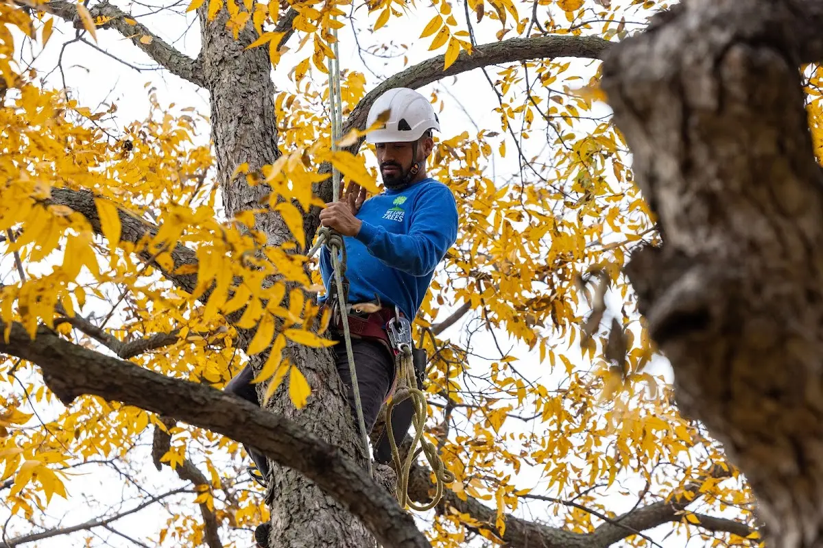 Skilled Tree Trimming crew working in Rainsville